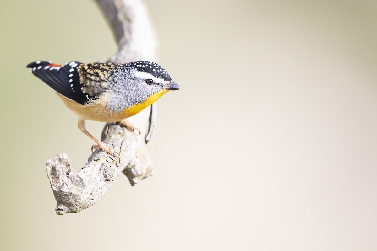 Spotted Pardalote - Chris Murray