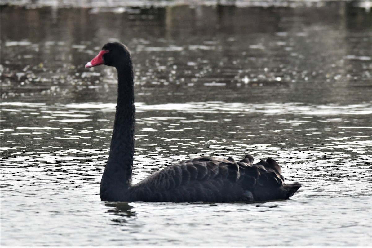Black Swan - ML345292711