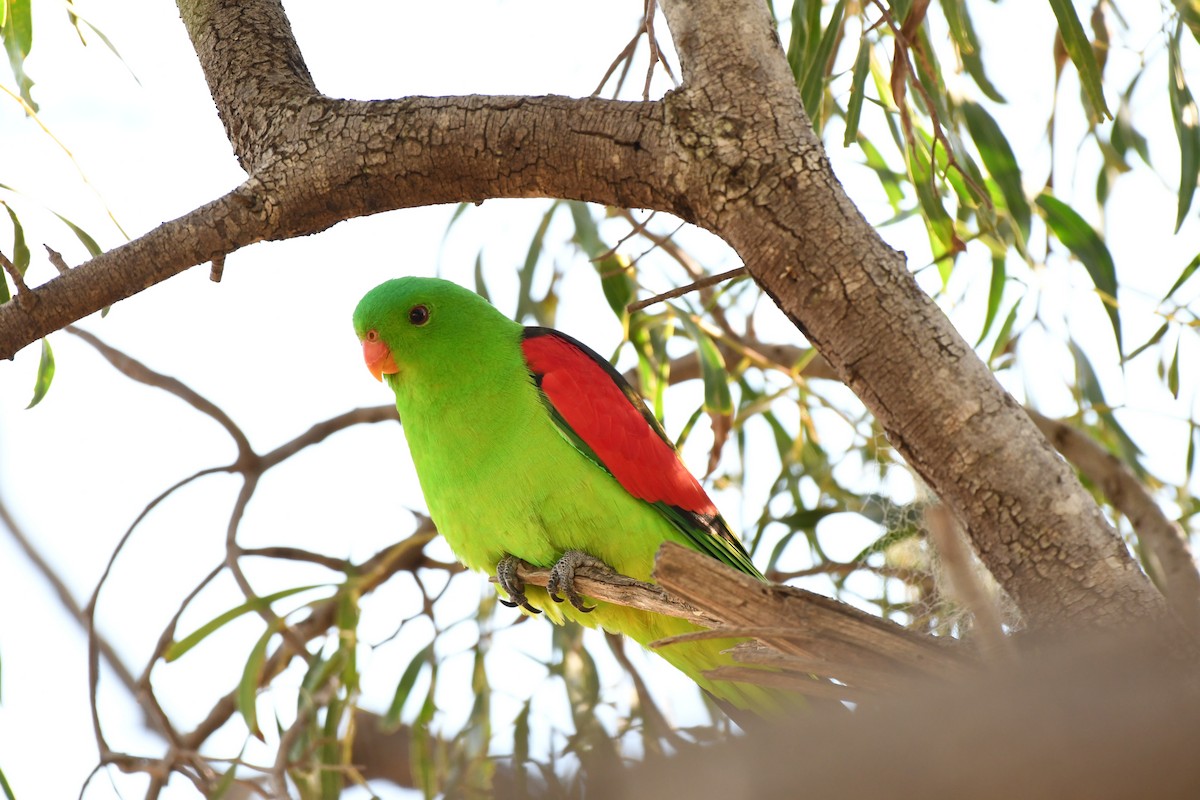 Red-winged Parrot - Mansour Vahedi