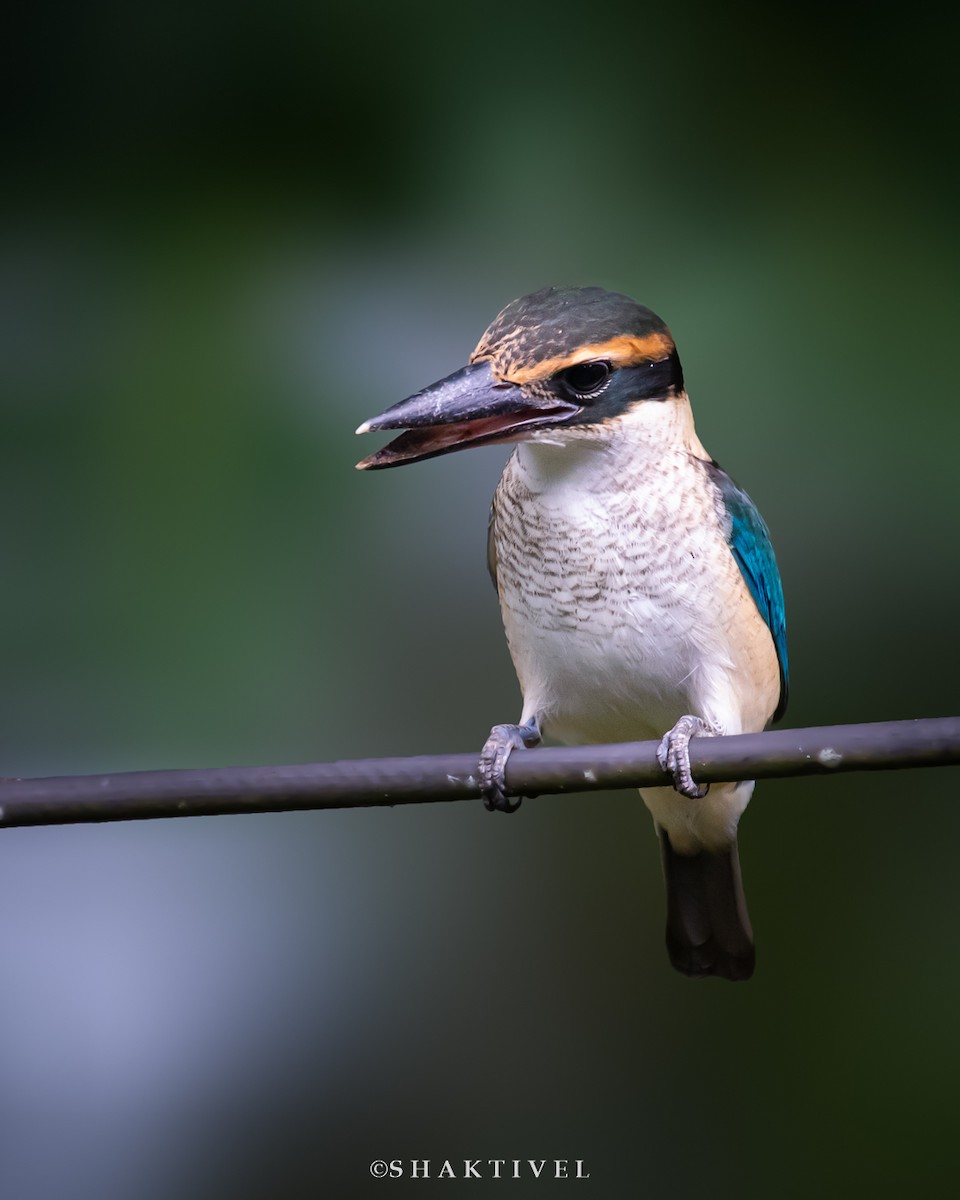 Collared Kingfisher - Shakti - Tribesmen.in