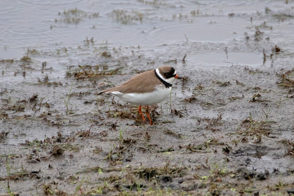 Semipalmated Plover - ML345299831