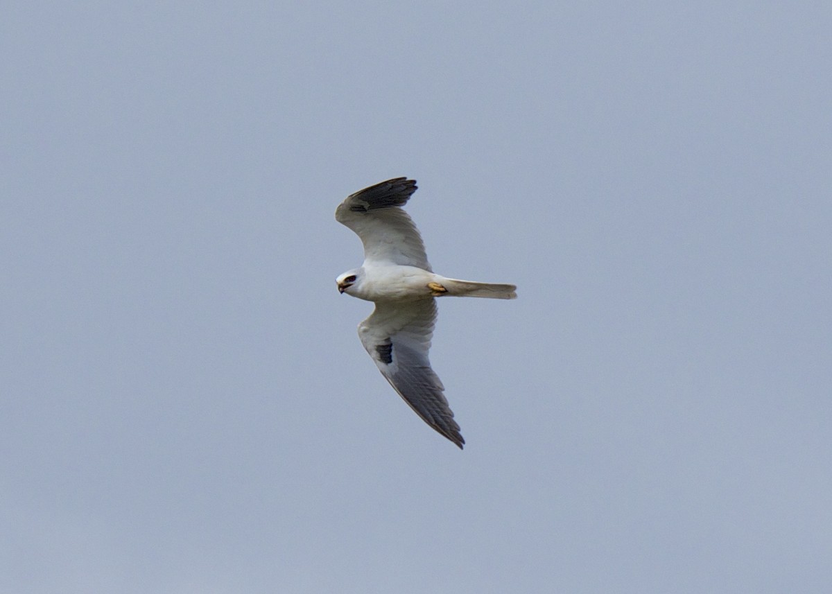 White-tailed Kite - ML34530011