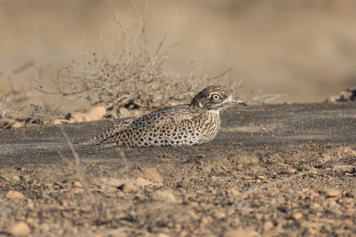 Spotted Thick-knee - ML345308611