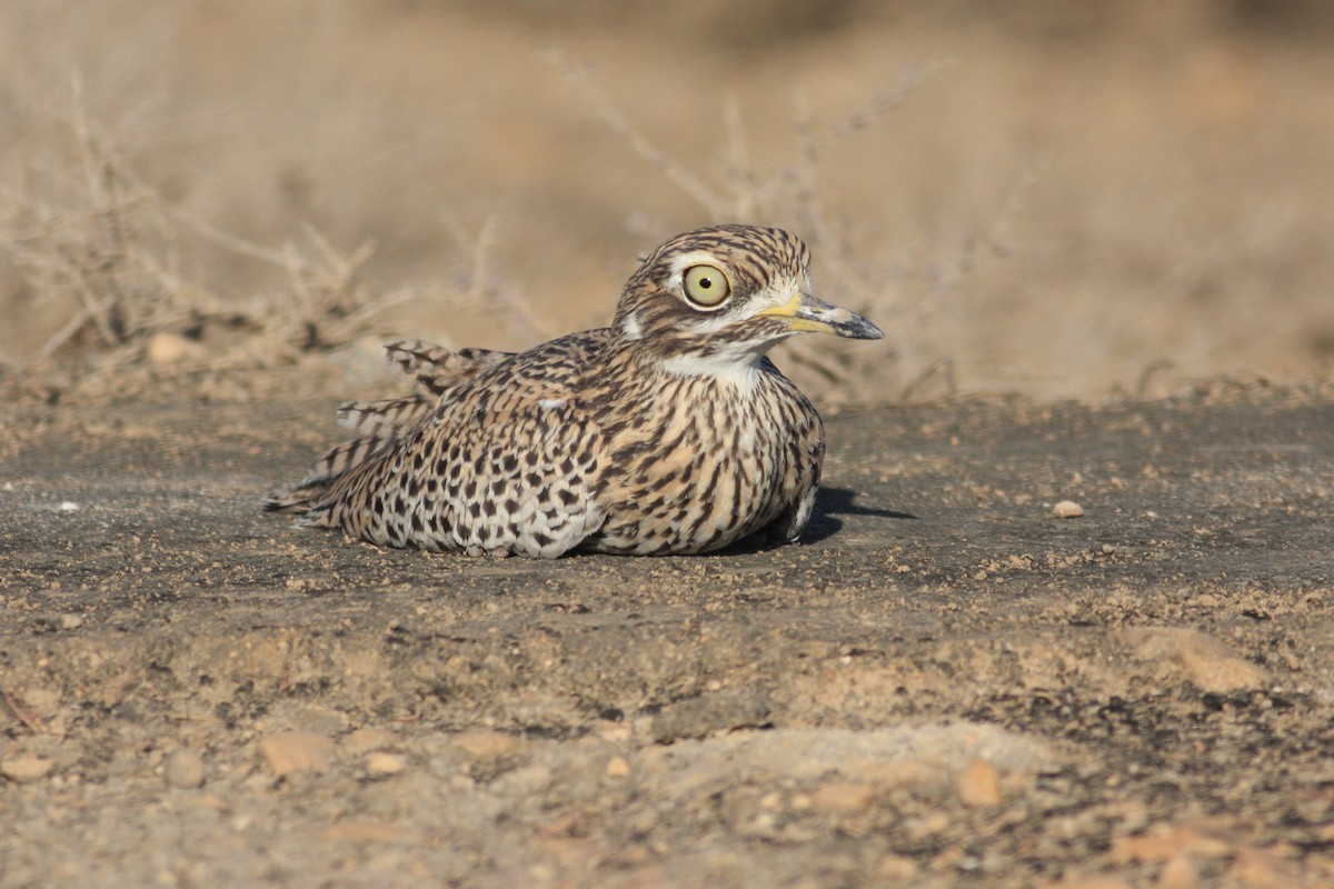 Spotted Thick-knee - ML345308621
