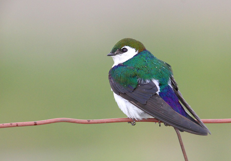 Violet-green Swallow - Tim Avery