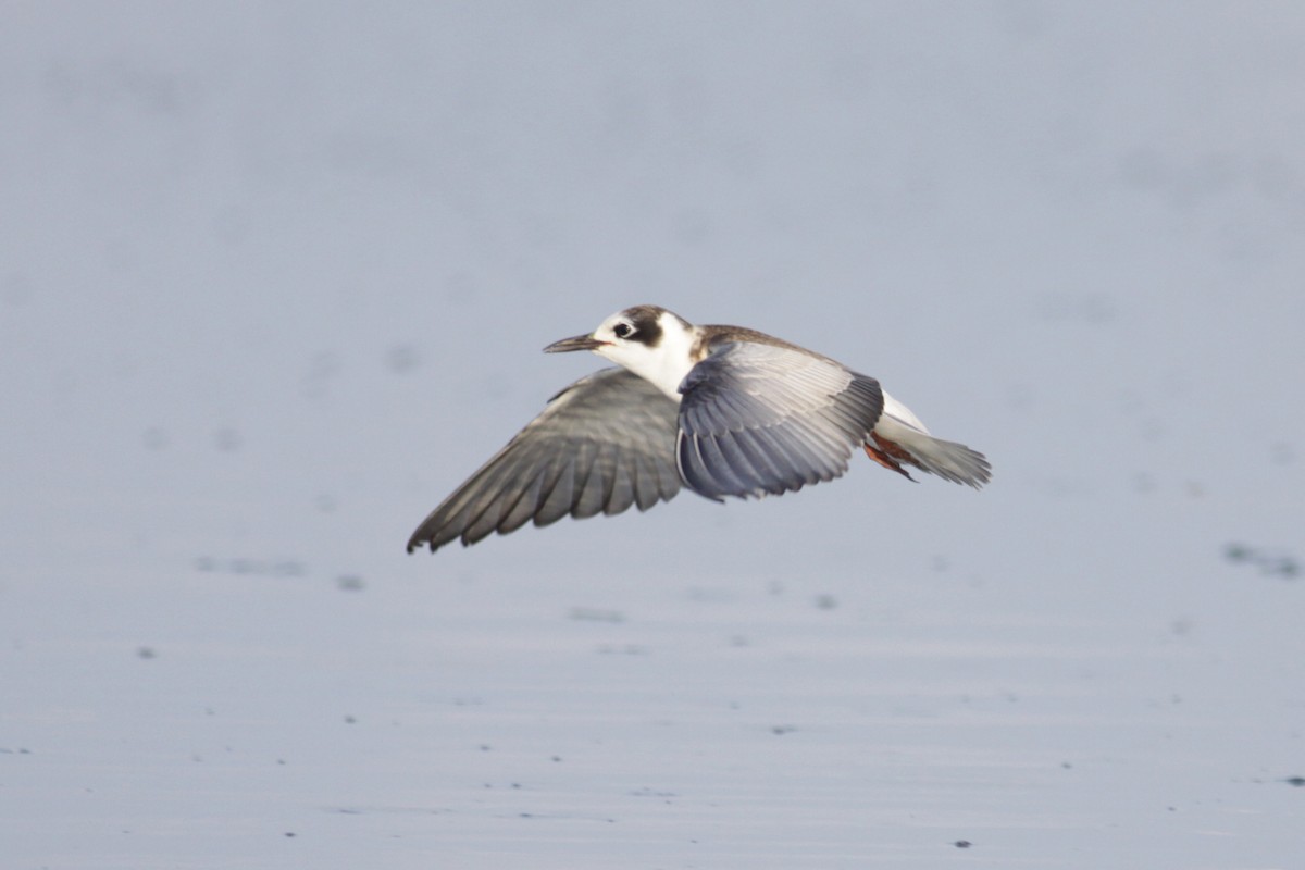 White-winged Tern - Oscar Campbell