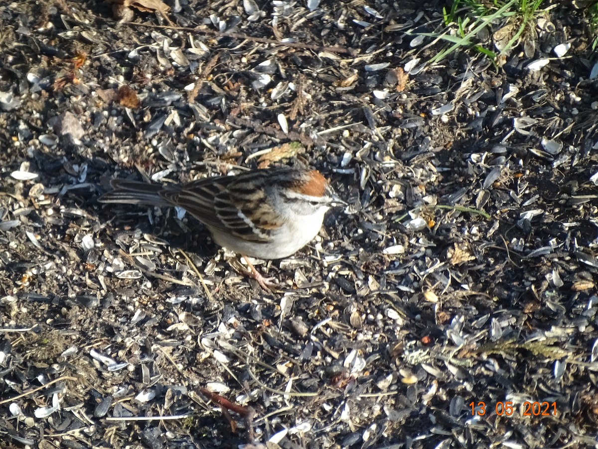 Chipping Sparrow - ML345323211