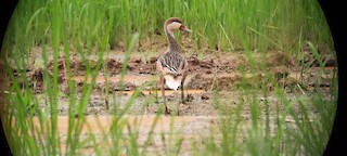 White-cheeked Pintail, ML345327981