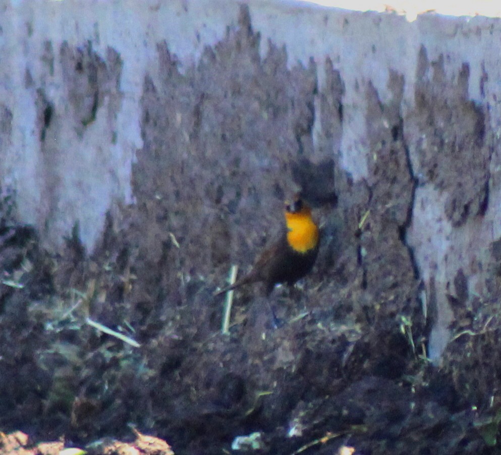 Yellow-headed Blackbird - ML34533691