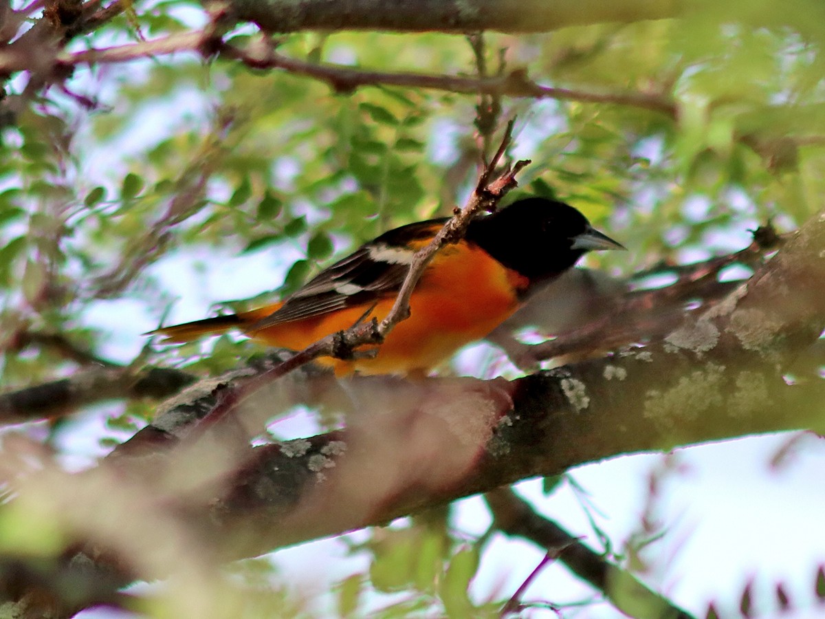 Baltimore Oriole - Sherry Plessner