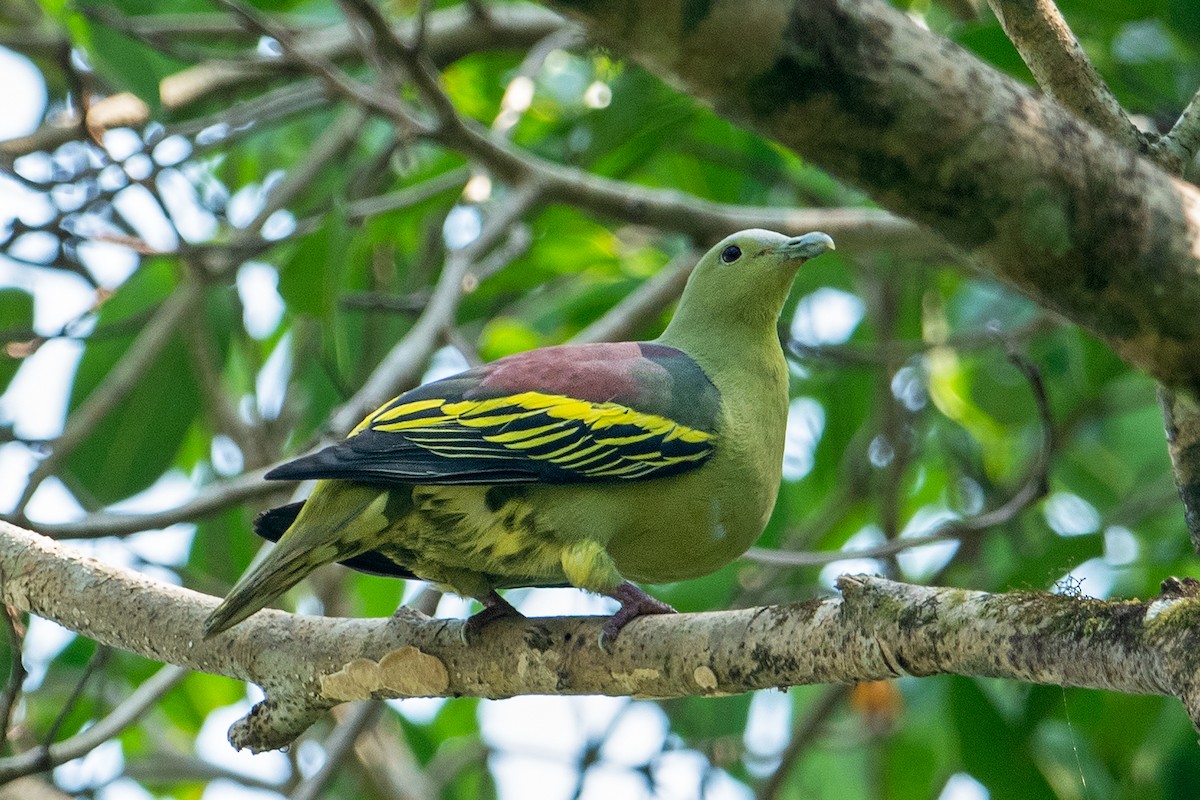 Andaman Green-Pigeon - ML345338811