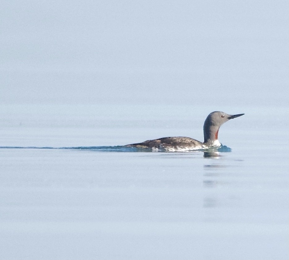 Red-throated Loon - Renee Hall