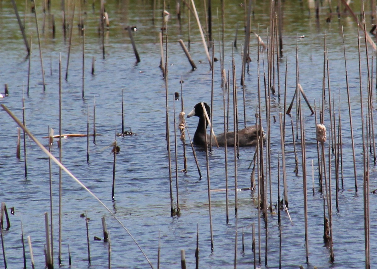 EBird Checklist 29 May 2021 Lake Winnibigoshish Recreation Area   1200