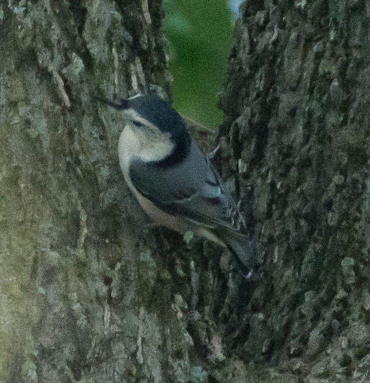 White-breasted Nuthatch - Liz Shlapack