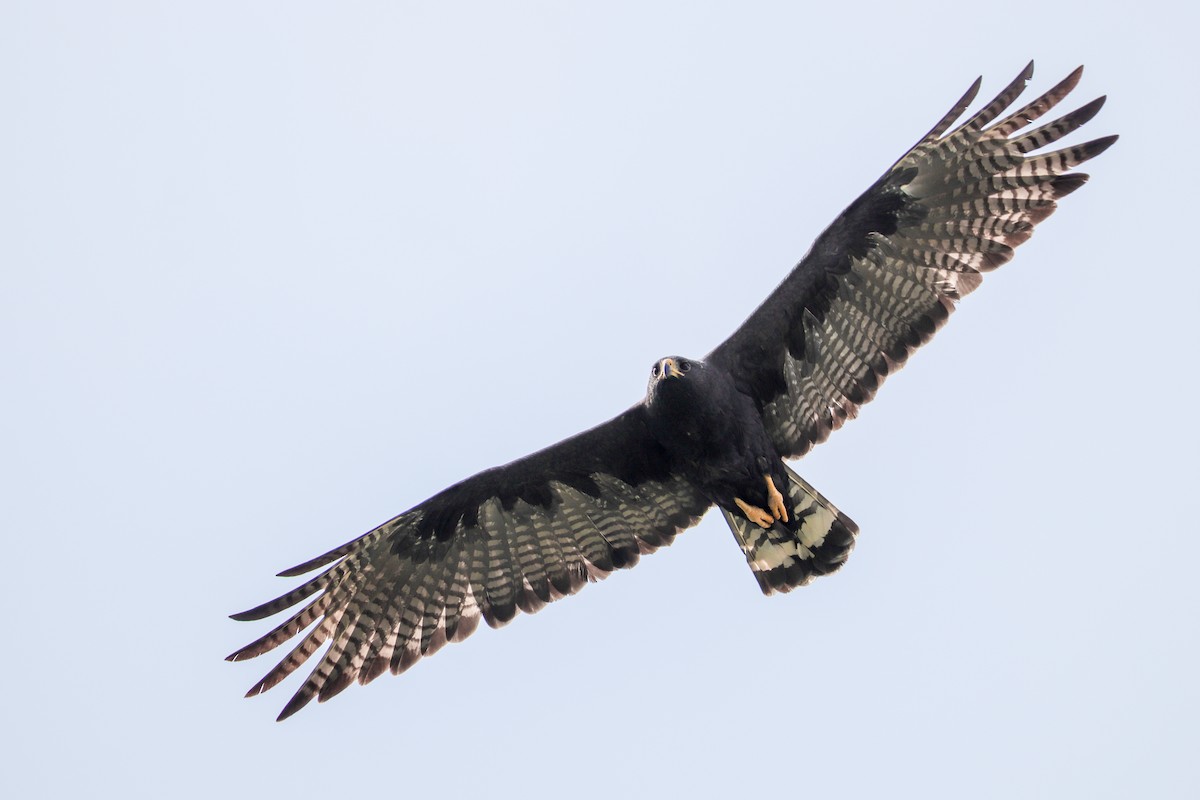 Zone-tailed Hawk - ML345355201