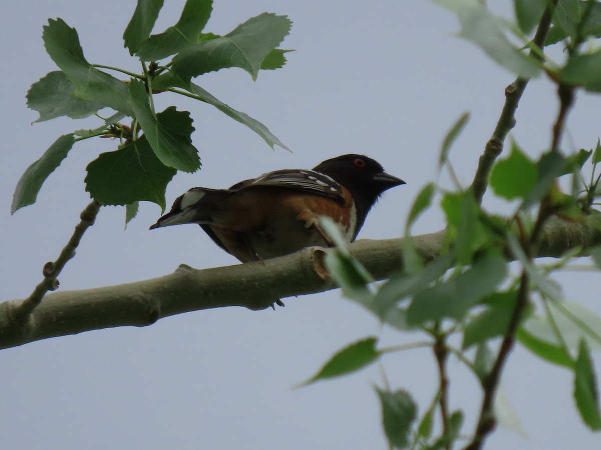 Spotted Towhee (maculatus Group) - ML345356411