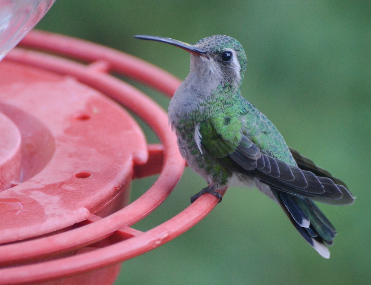 Broad-billed Hummingbird Ryan Andrews