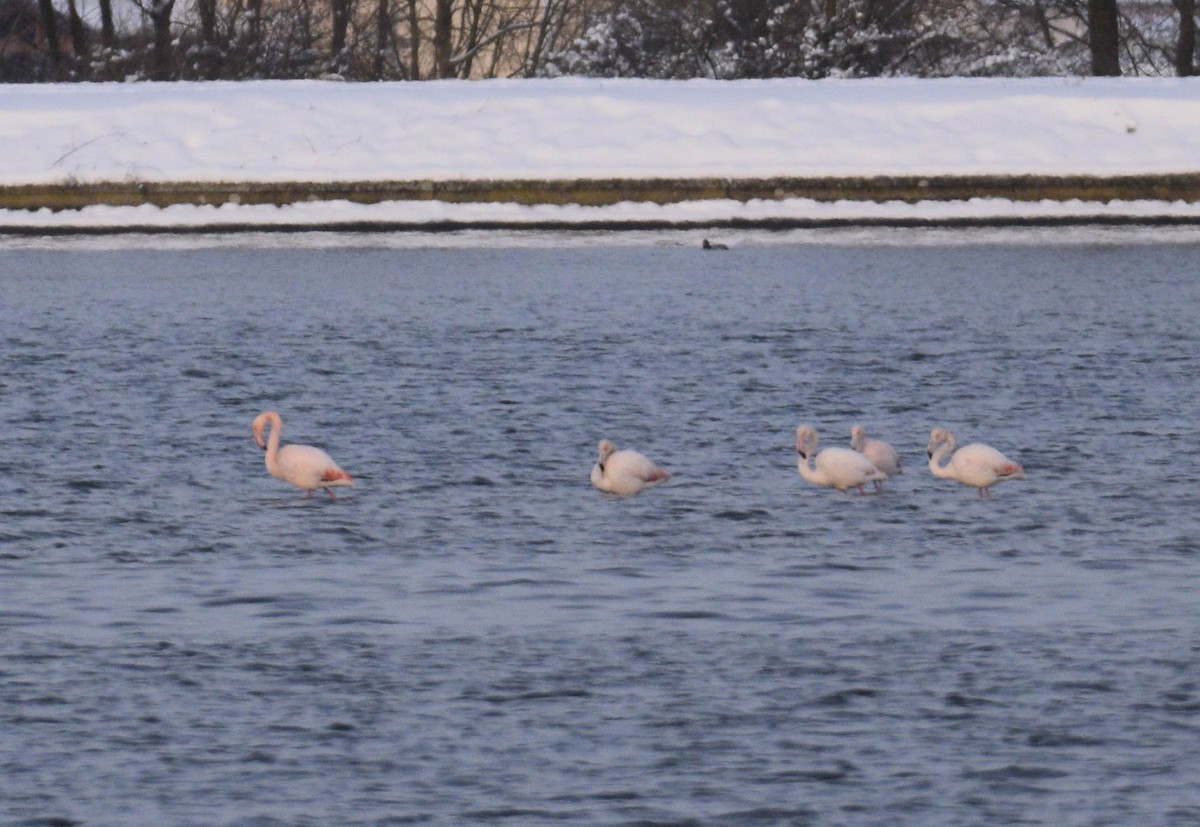 Greater Flamingo - Thorsten Hackbarth