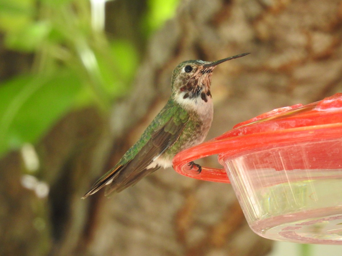 Broad-tailed Hummingbird - Aedyn Loefke