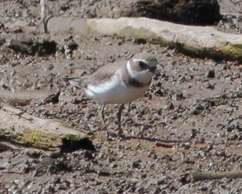 Semipalmated Plover - Liz Shlapack
