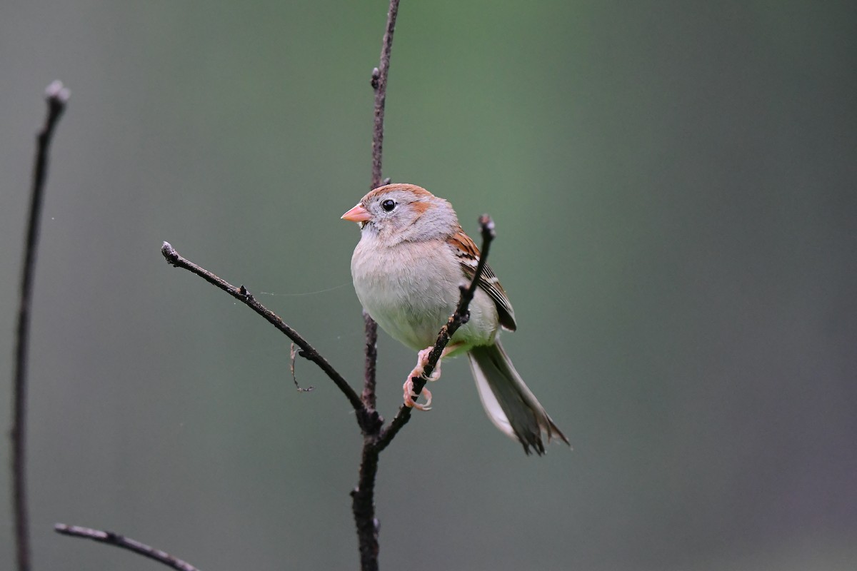Field Sparrow - ML345364881