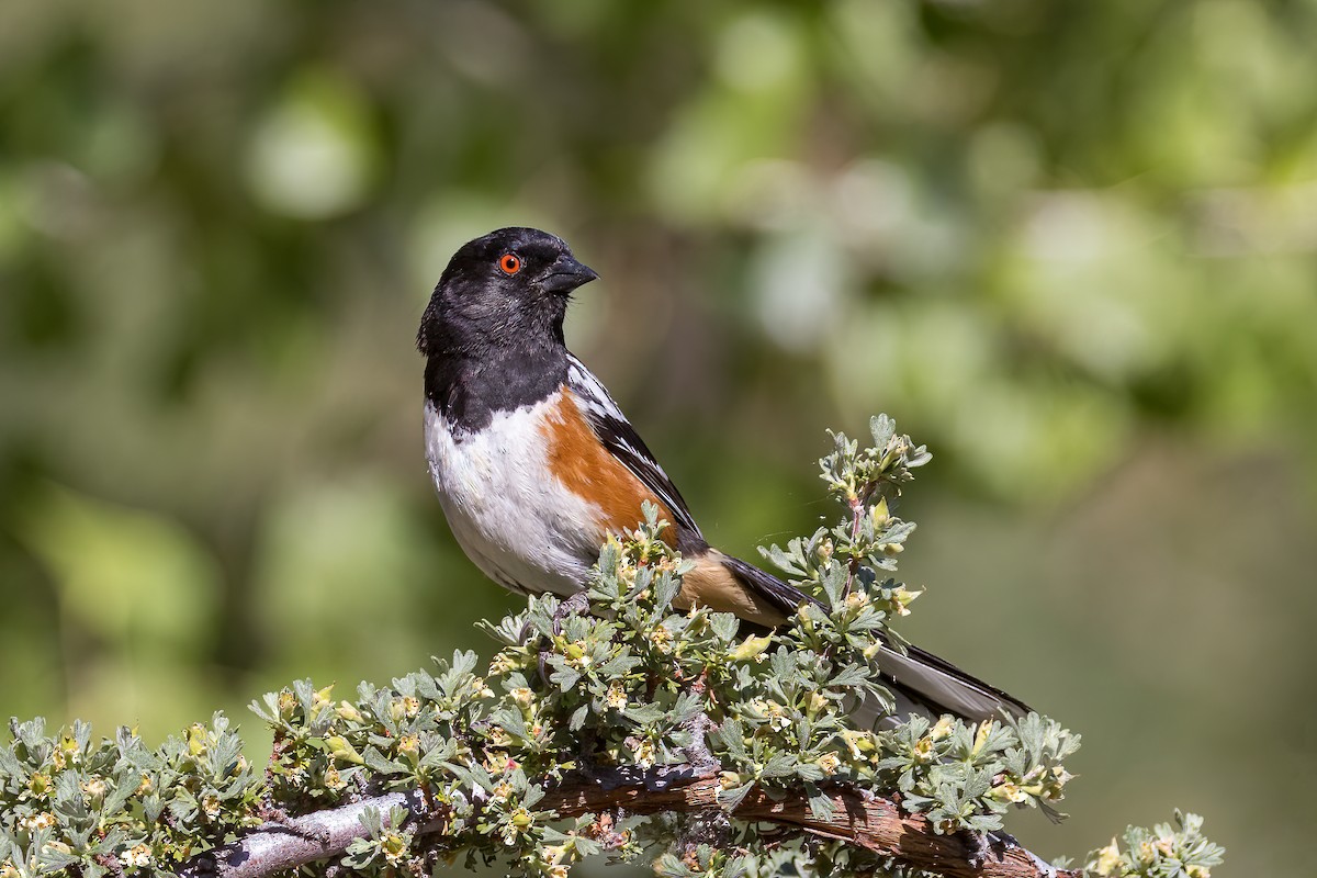 Spotted Towhee - ML345375271
