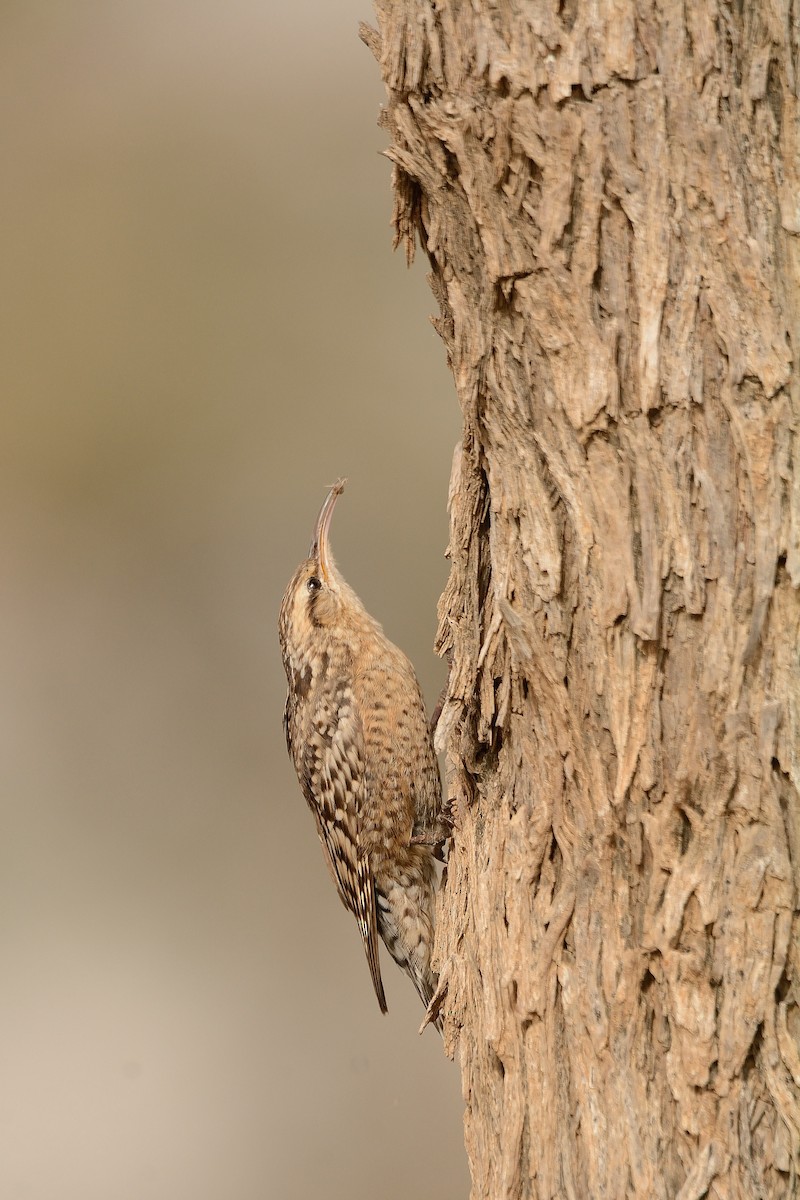 Indian Spotted Creeper - ML34537851