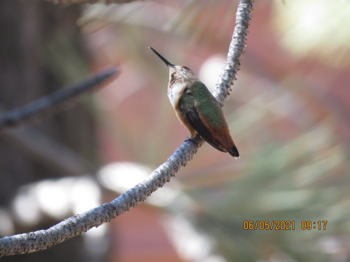 Rufous/Allen's Hummingbird - ML345381131