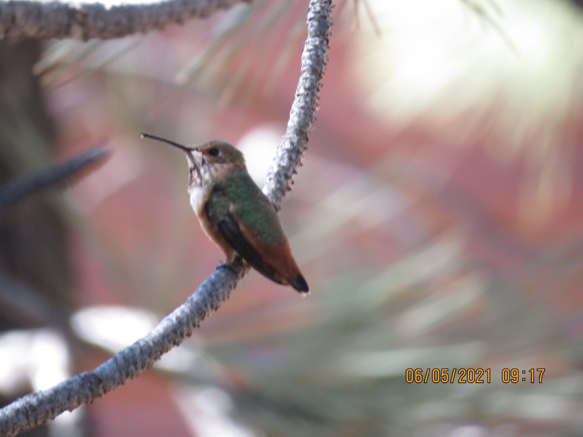 Rufous/Allen's Hummingbird - ML345381571
