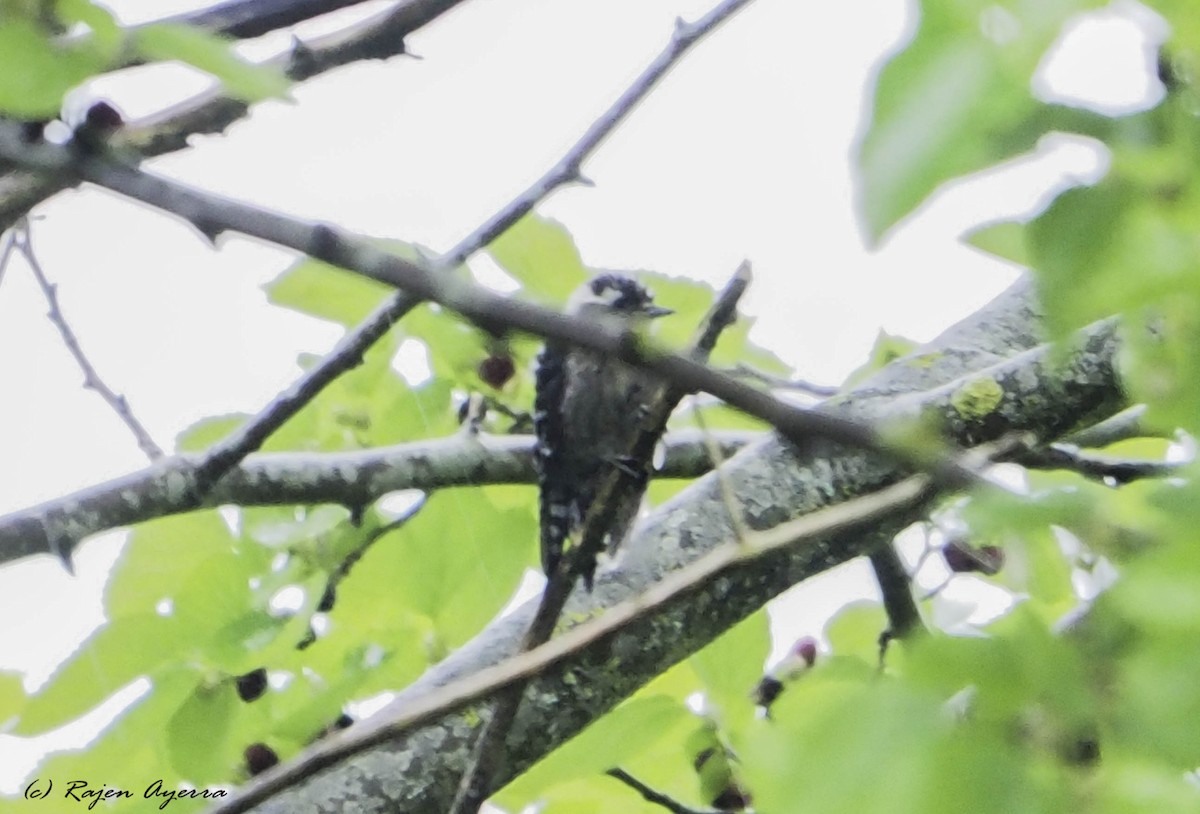 Lesser Spotted Woodpecker - ML345382351