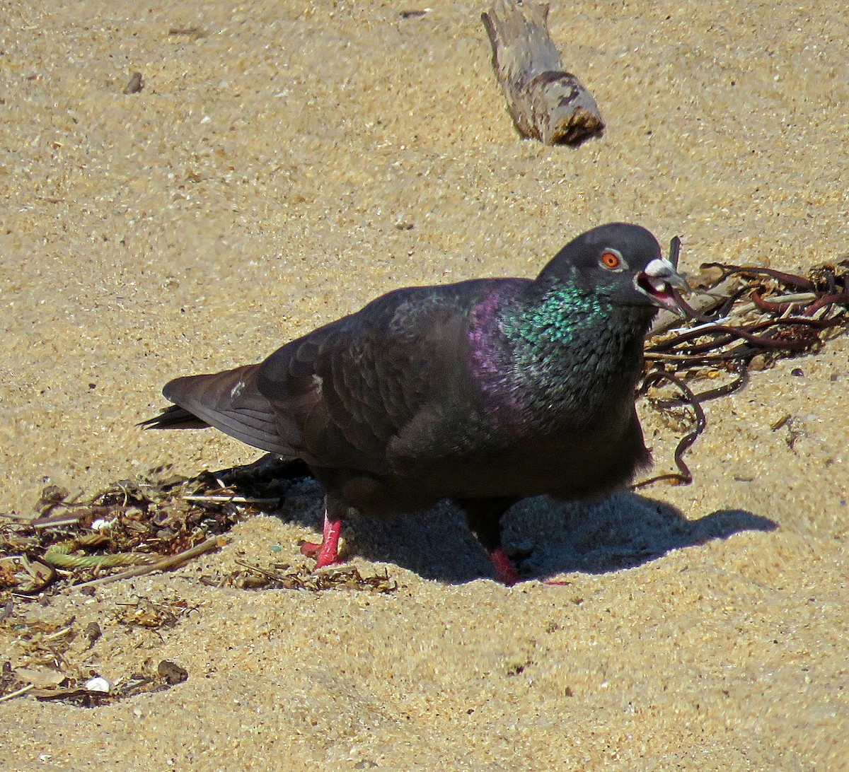 Rock Pigeon (Feral Pigeon) - ML345385031