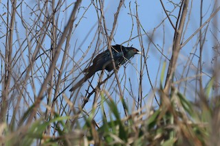 Asian Koel, ML345386841