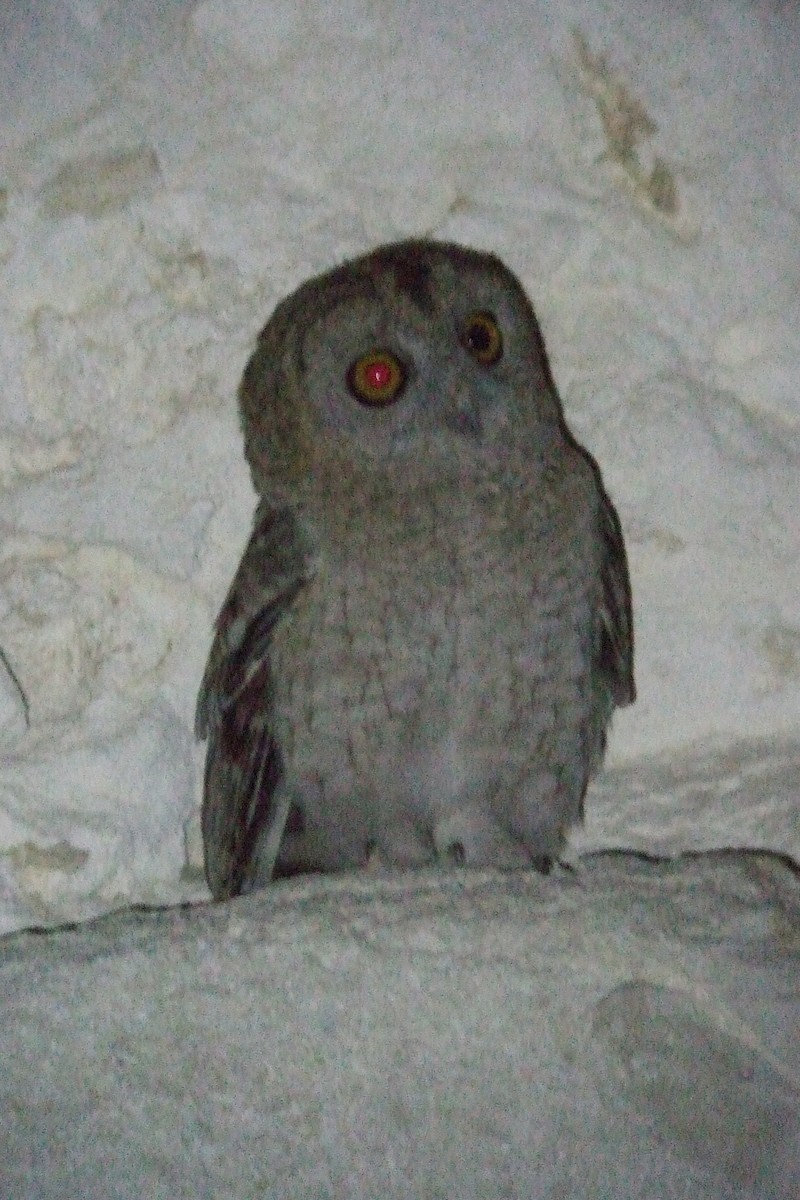 Desert Owl - ML345391201