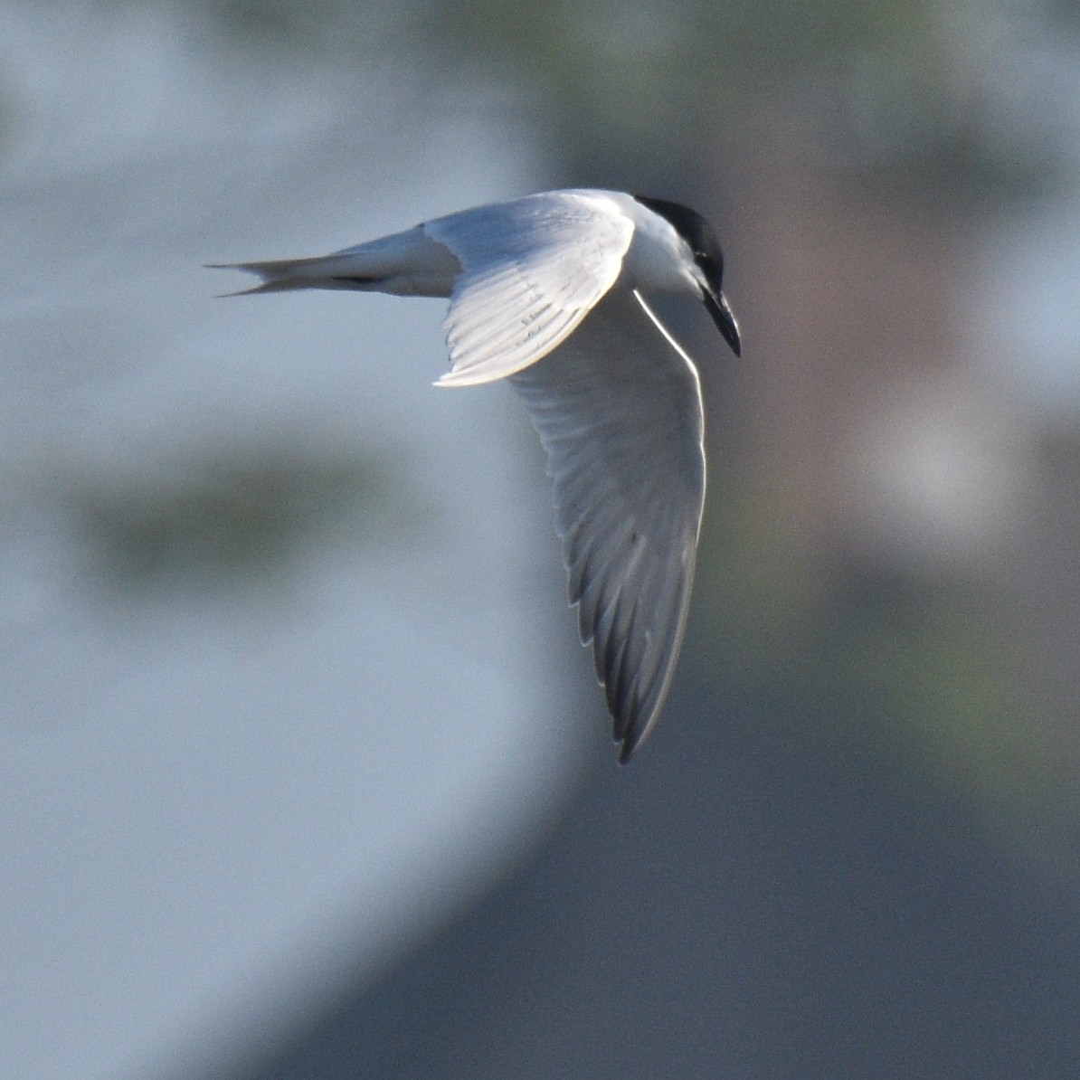 Gull-billed Tern - Eric Vitols