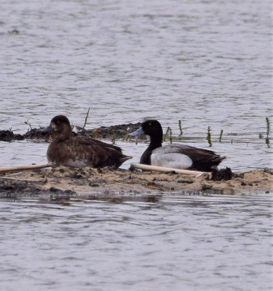 Greater Scaup - undefined