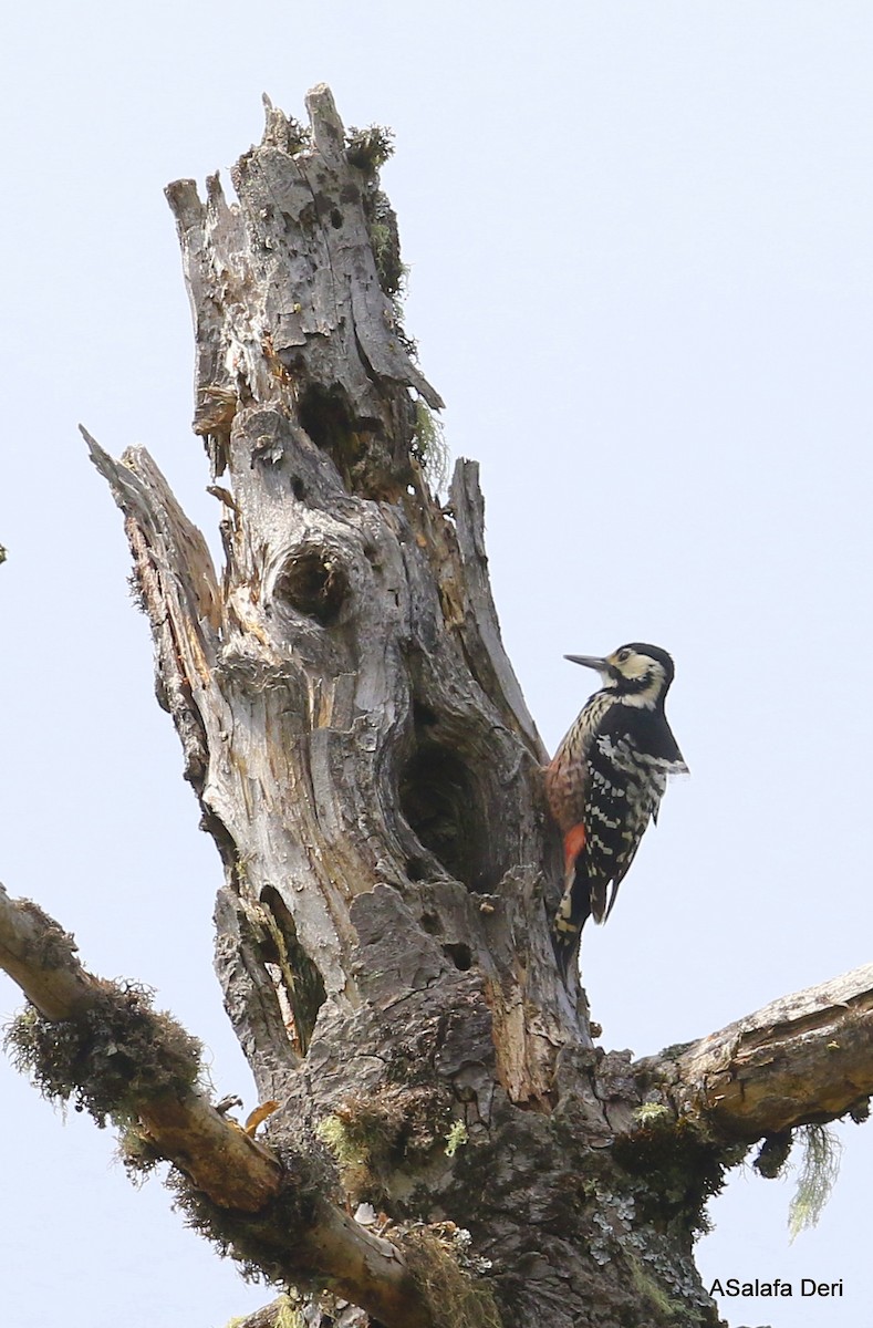 White-backed Woodpecker (Lilford's) - Fanis Theofanopoulos (ASalafa Deri)