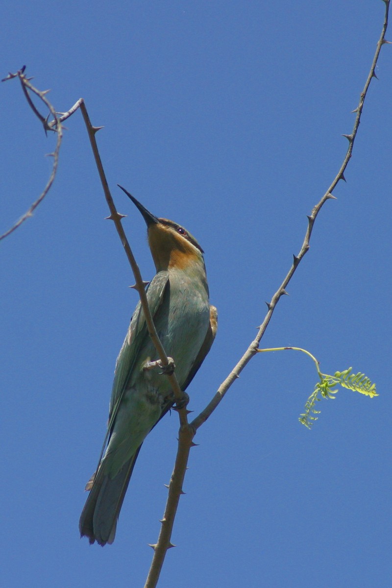 Blue-cheeked Bee-eater - Oscar Campbell