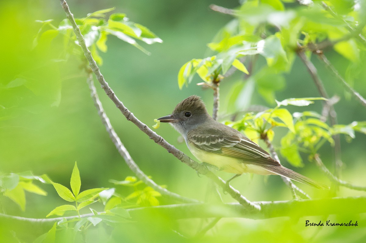 Great Crested Flycatcher - ML345413501