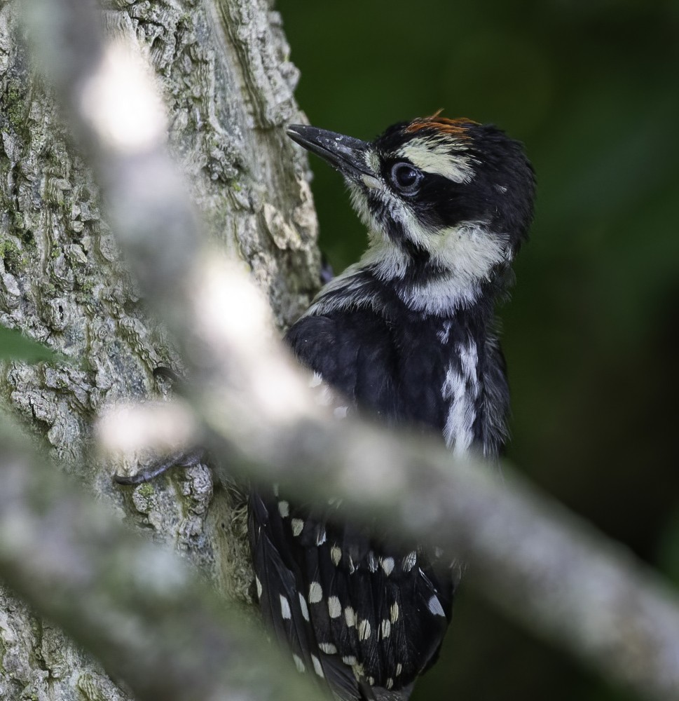 Hairy Woodpecker - Bill Davison