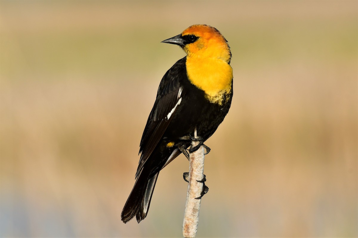 Yellow-headed Blackbird - ML345423281