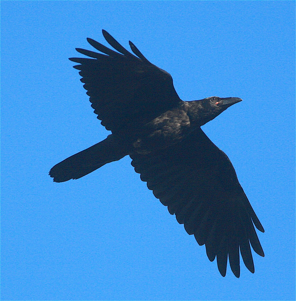 Common Raven - ML345426201