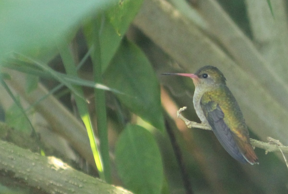 Gilded Hummingbird - Miguel  Magro