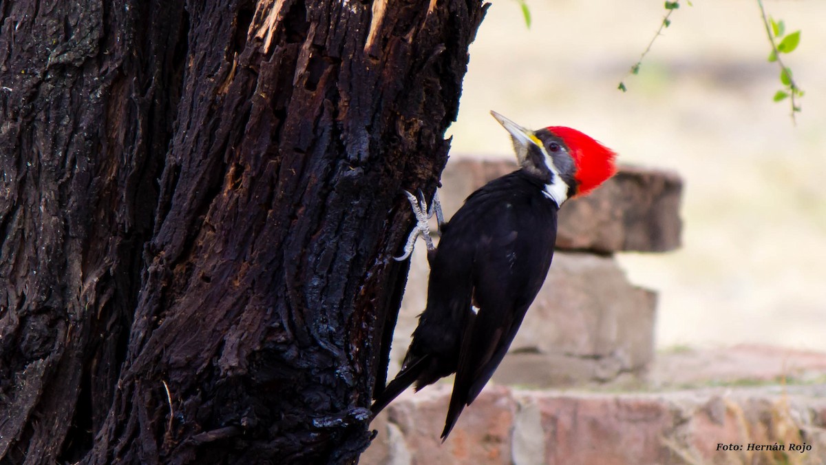 Black-bodied Woodpecker - Hernán Rojo
