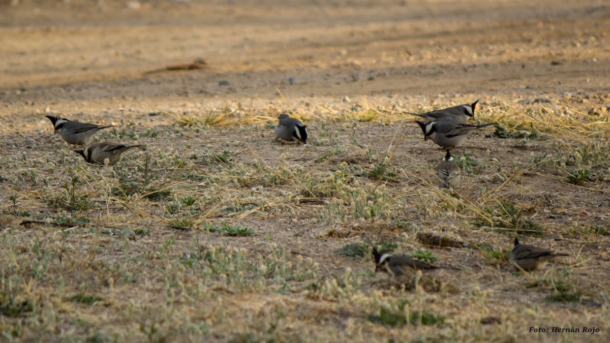 Black-crested Finch - Hernán Rojo