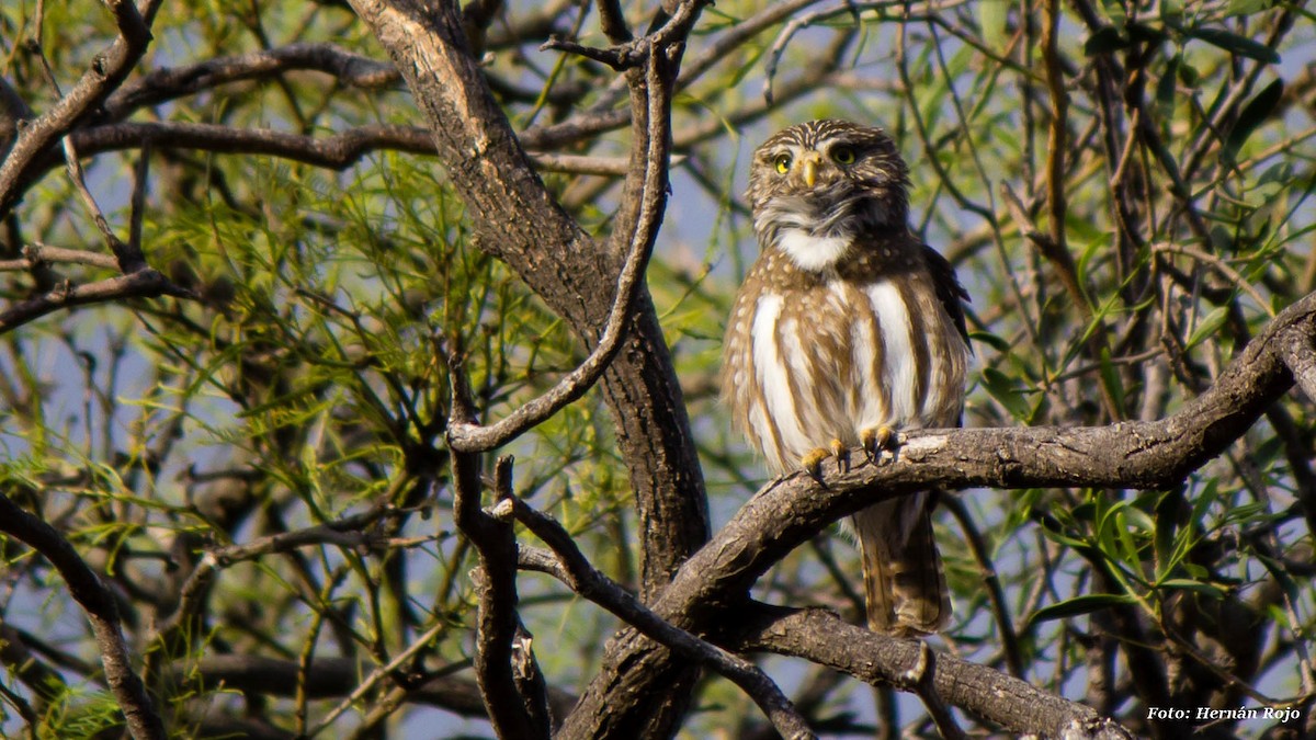 Ferruginous Pygmy-Owl - Hernán Rojo