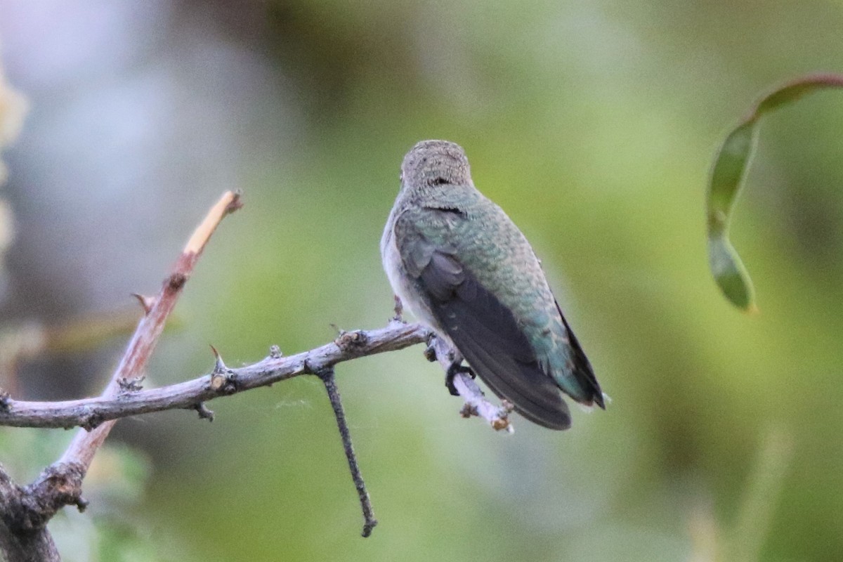 Costa's Hummingbird - ML345449921