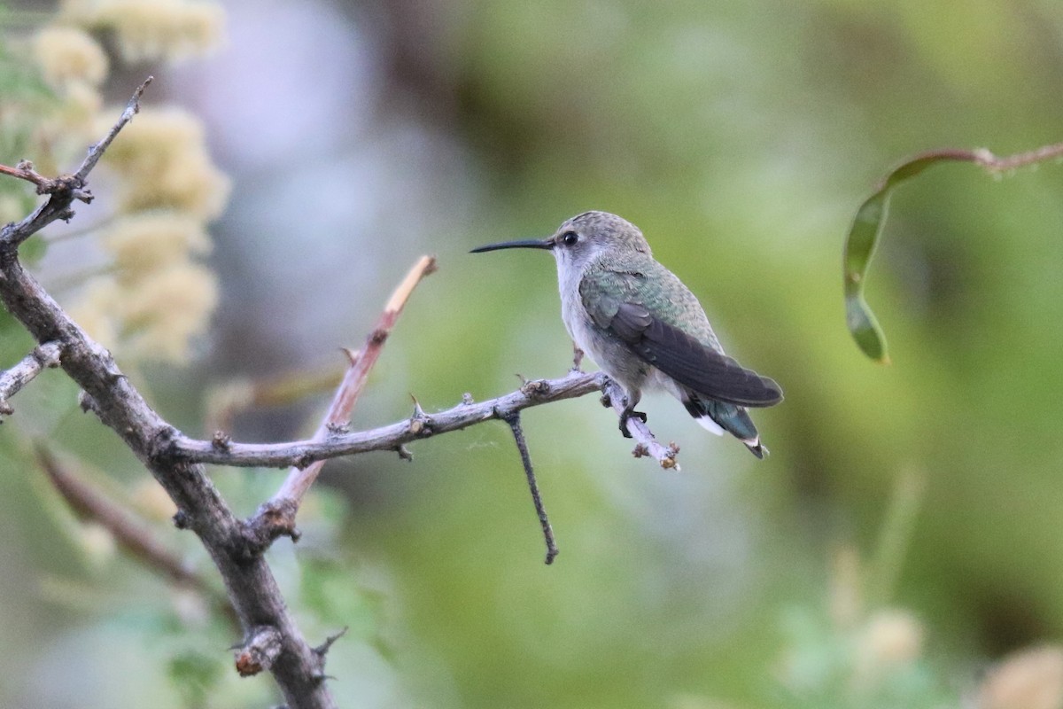 Costa's Hummingbird - ML345449951