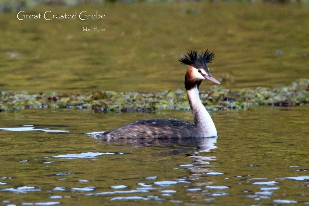 Great Crested Grebe - U3A Bird Group Two