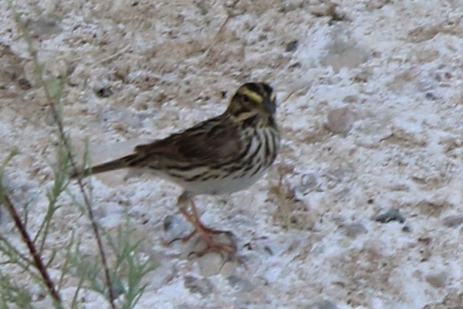 Savannah Sparrow - ML345454111