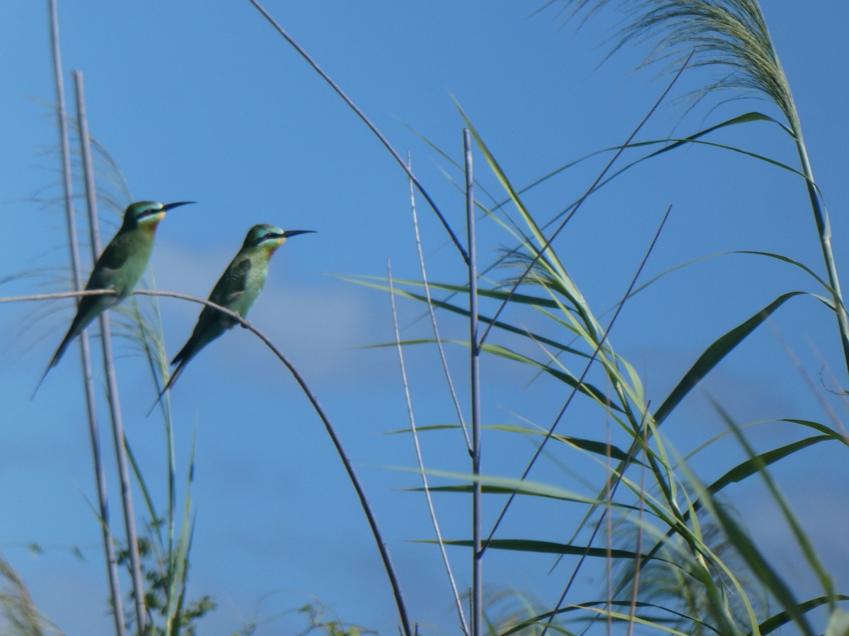 Blue-cheeked Bee-eater - Matthias Bachmann